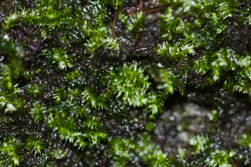 Pseudotaxiphyllum distichaceum